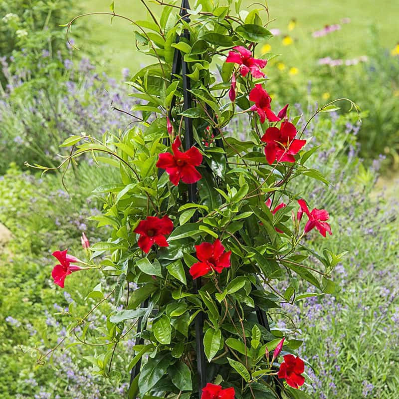 Sun Parasol® Pretty Crimson Mandevilla