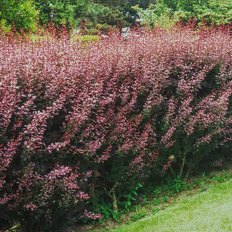 Rose Glow Barberry Hedge