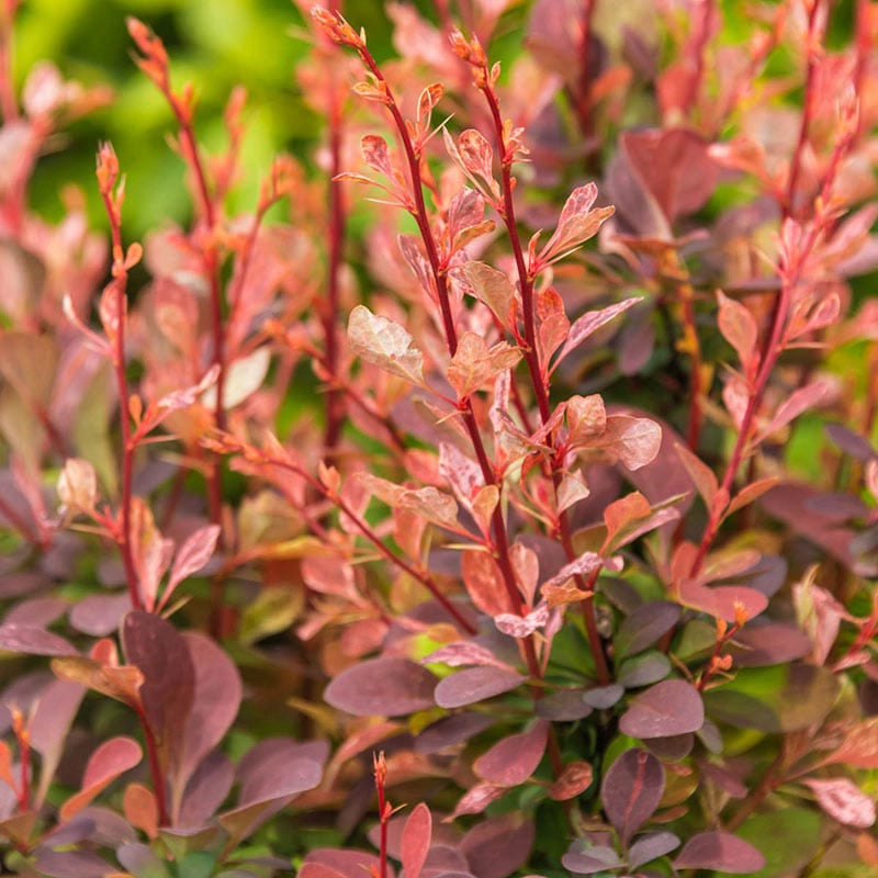 Rose Glow Barberry Hedge