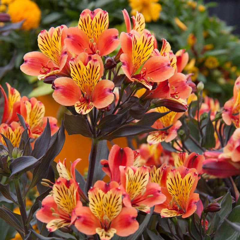 lily flower indian Indian Summer Peruvian Lily