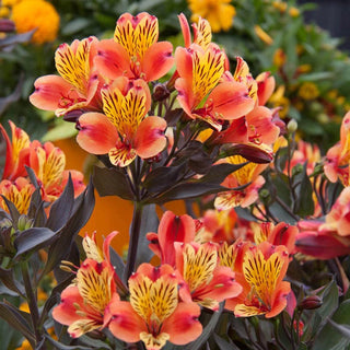 Indian Summer Peruvian Lily