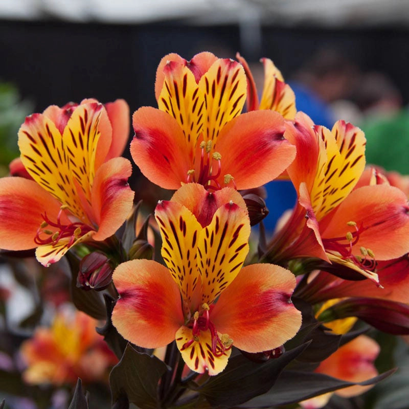 peruvian tiger lily Indian Summer Peruvian Lily