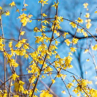 Lynwood Gold Forsythia