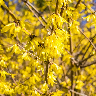 Lynwood Gold Forsythia