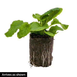 Hardy English Primrose