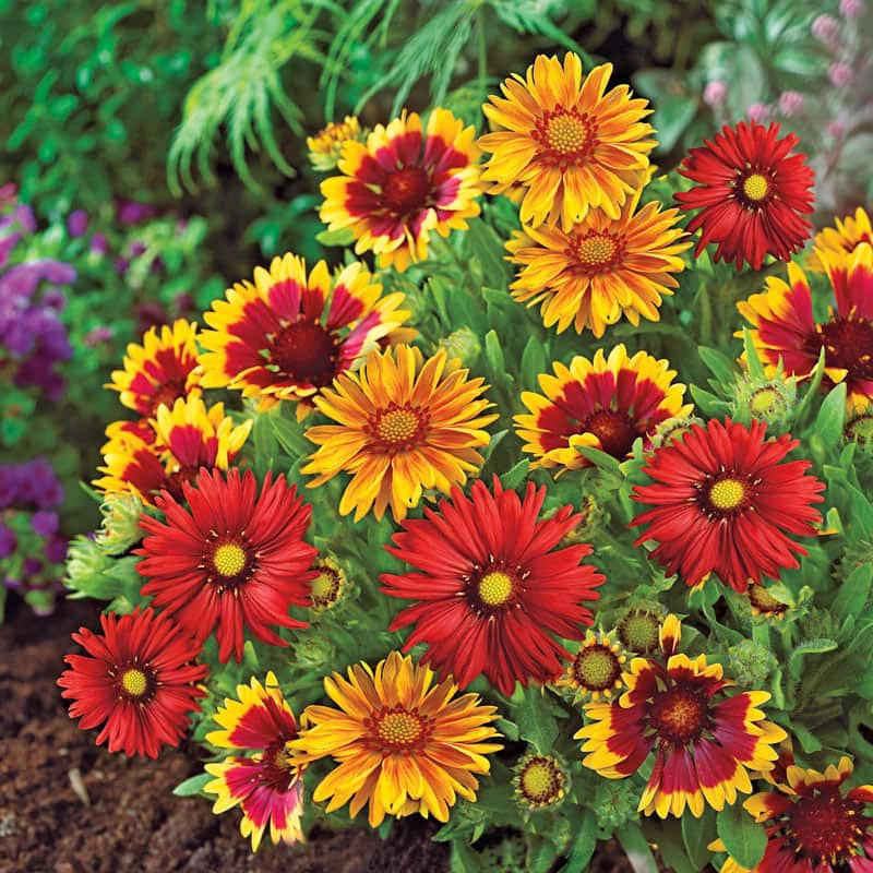 Mixed Gaillardia Border