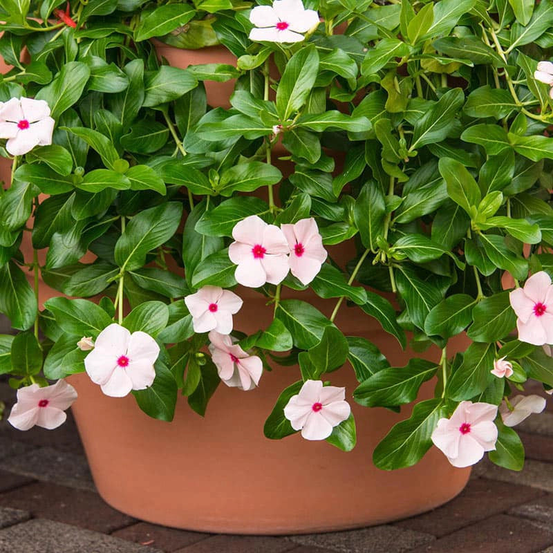 Cora® Cascade Peach Blush Vinca