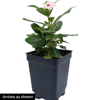 Cora® Cascade Peach Blush Vinca