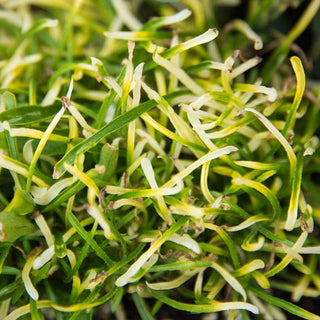 Gold Threads Alternanthera