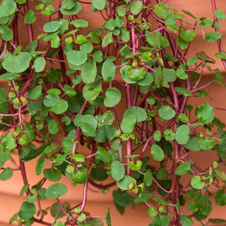 Yellow Canary Impatiens