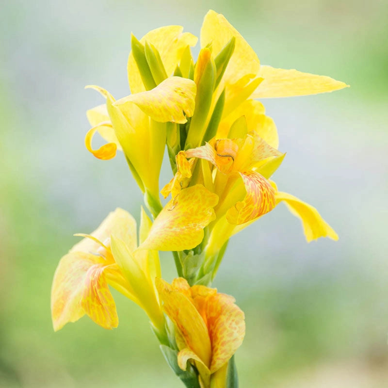 Yellow Cannova Canna