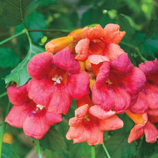 Flamenco Trumpet Vine