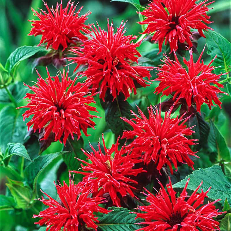 Red Monarda