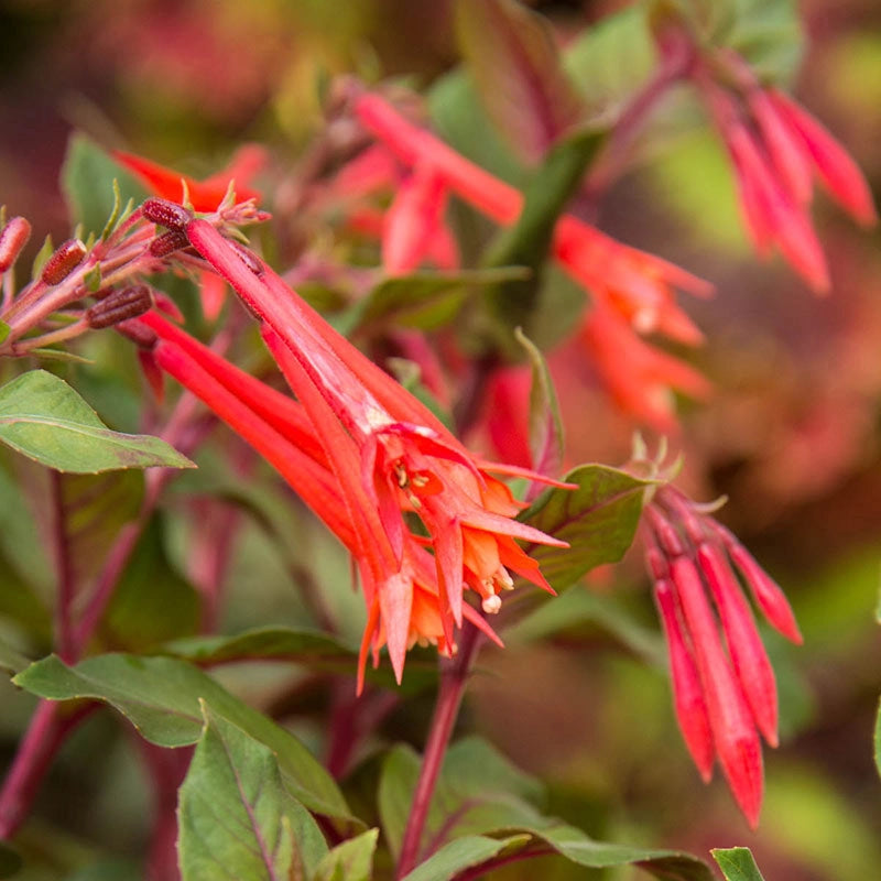 Gartenmeister Fuchsia