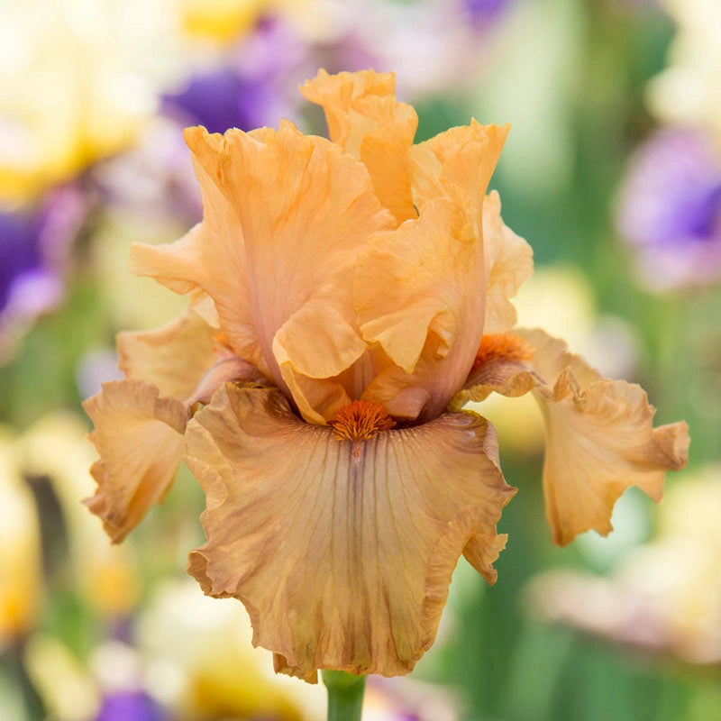 Rubenesque Reblooming Iris