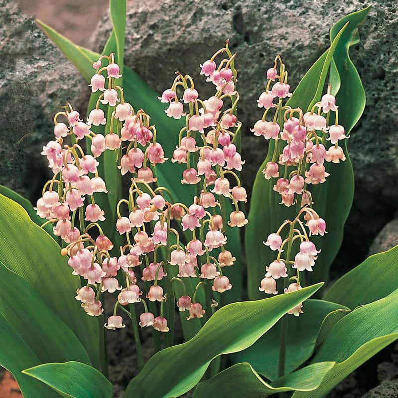 big lily of the valley flower Pink Lily of the Valley