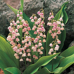 pink lily flower meaning lily of the valley Pink Lily of the Valley Ground Cover| Spring Hill Nurseries