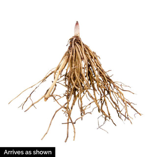 Pink Lily of the Valley