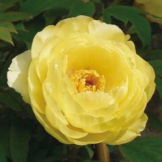 High Noon Tree Peony