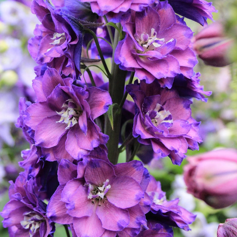 Marble Delight Delphinium