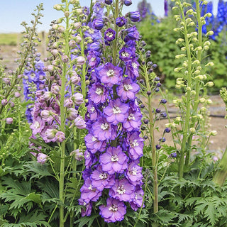 Marble Delight Delphinium