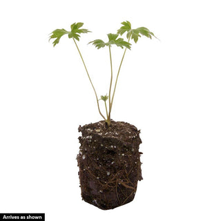 Marble Delight Delphinium