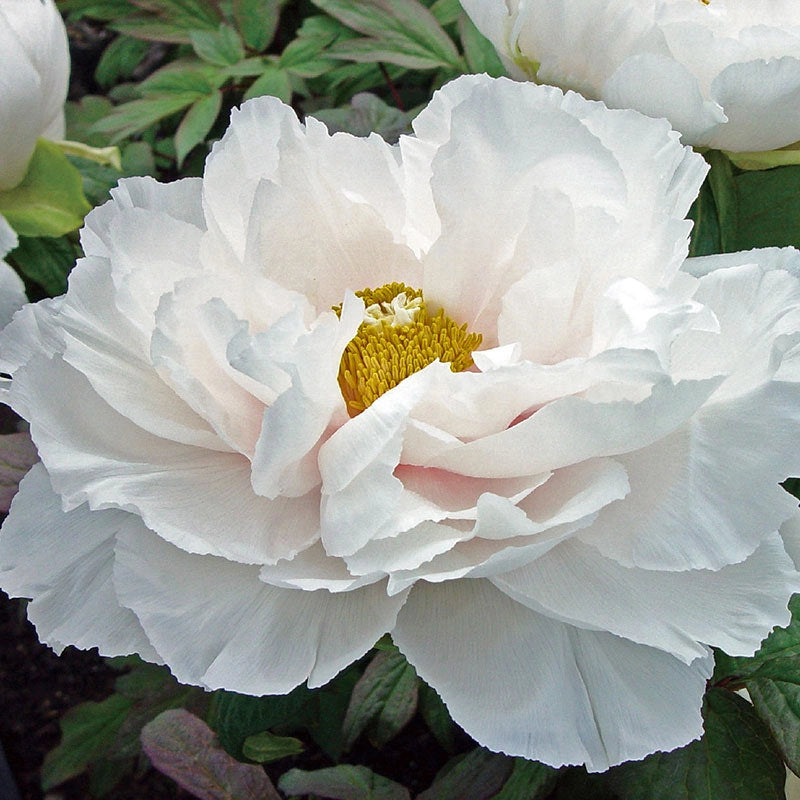 Renkaku Tree Peony