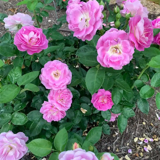 Arctic Blue™ Floribunda Rose