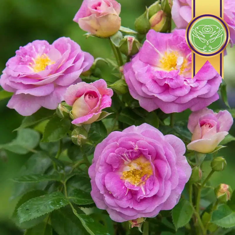 Arctic Blue™ Floribunda Rose