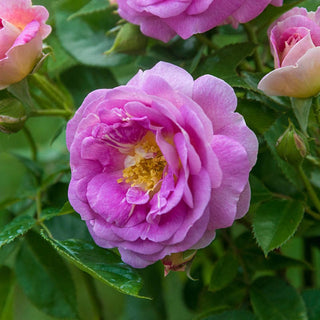 Arctic Blue™ Floribunda Rose