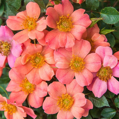 Sunset Happy Trails™ Groundcover Rose