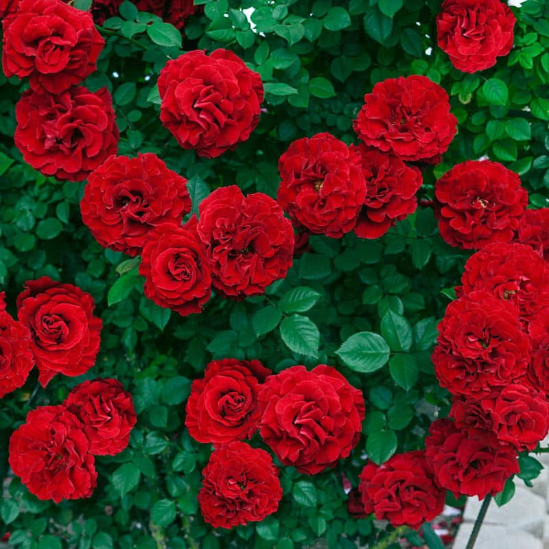 Red Rose Bouquet - From 5 to 15 red roses - Frida's, bouquet rose 