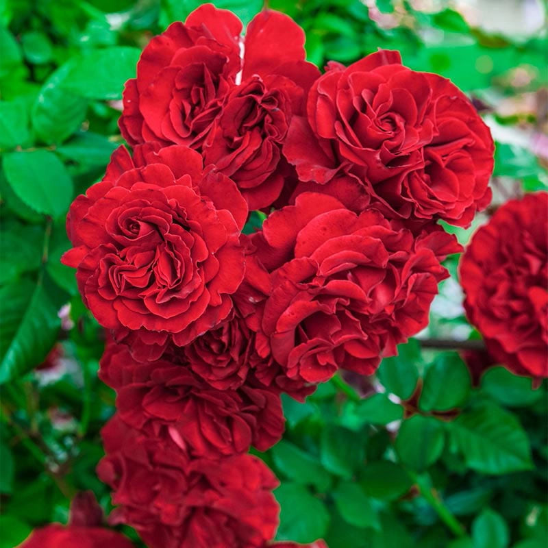 Lady in Red Climbing Rose – Roses | Spring Hill Nurseries – Spring Hill ...