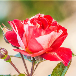 Tropical Lightning® Climbing Rose