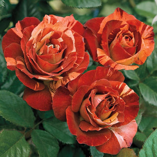 Tropical Lightning® Climbing Rose