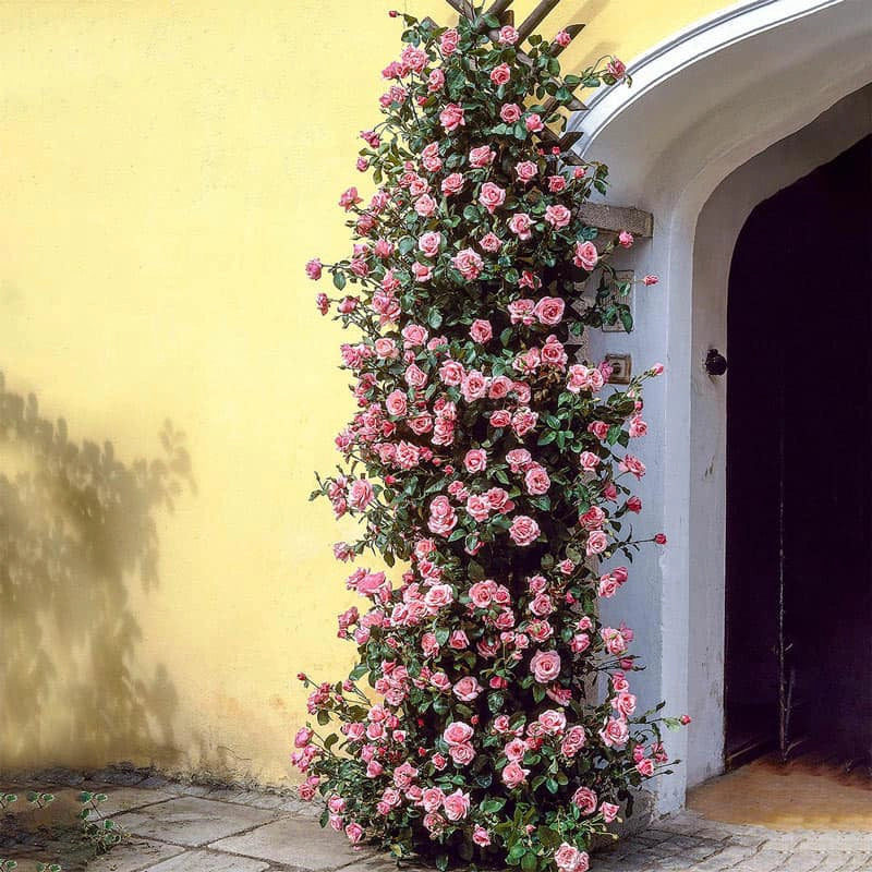 Zephirine Drouhin Climbing Roses for Sale Spring Hill Spring Hill