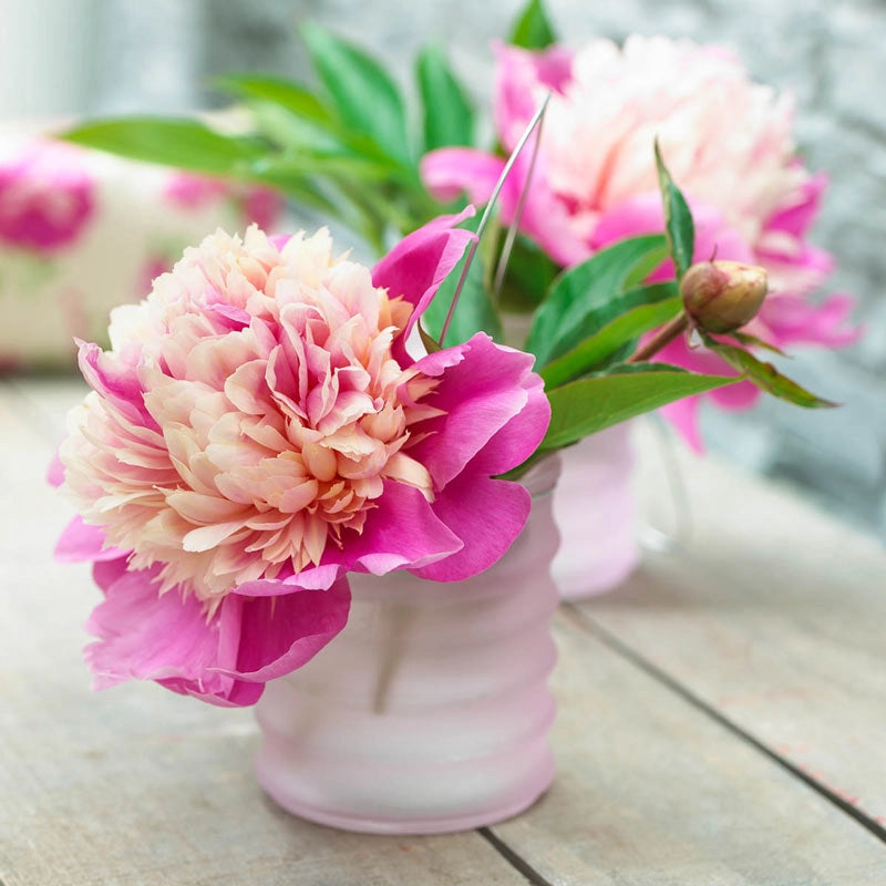 Lady Liberty Peony