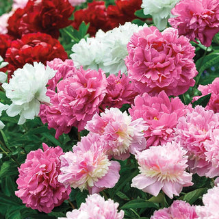 Peony Cutting Doubles