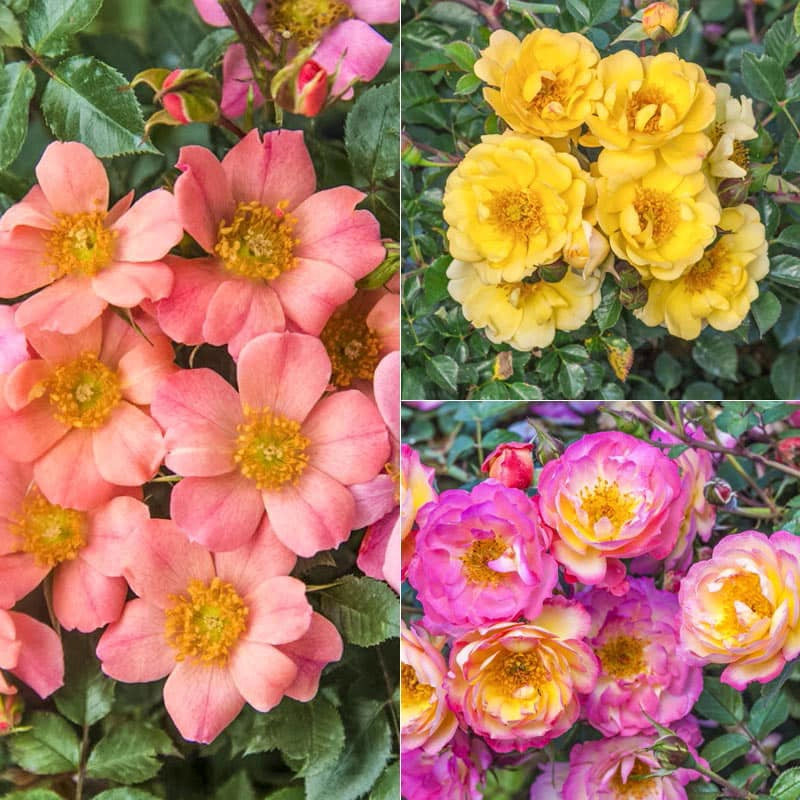 Ground Cover Rose Collection
