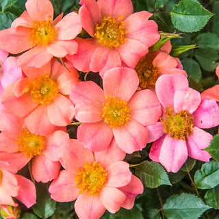 Ground Cover Rose Collection