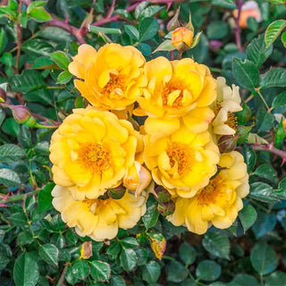 Ground Cover Rose Collection