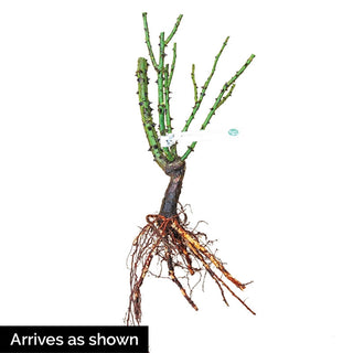 Ground Cover Rose Collection