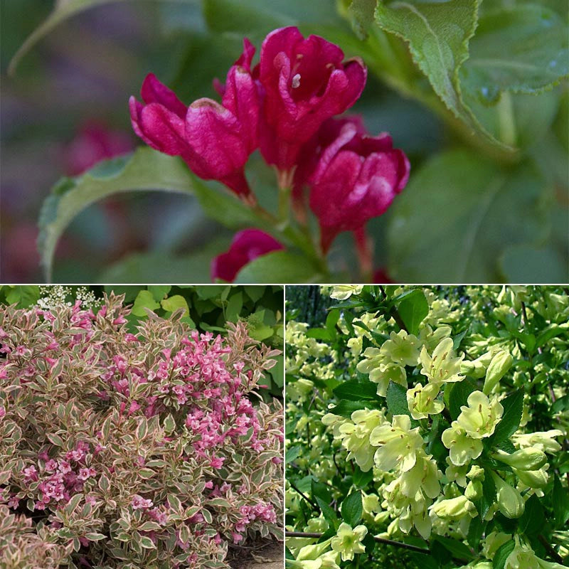 Weigela Collection