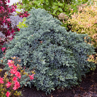 Blue Star Juniper