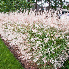 can you plant dappled willow near house Dappled Willow