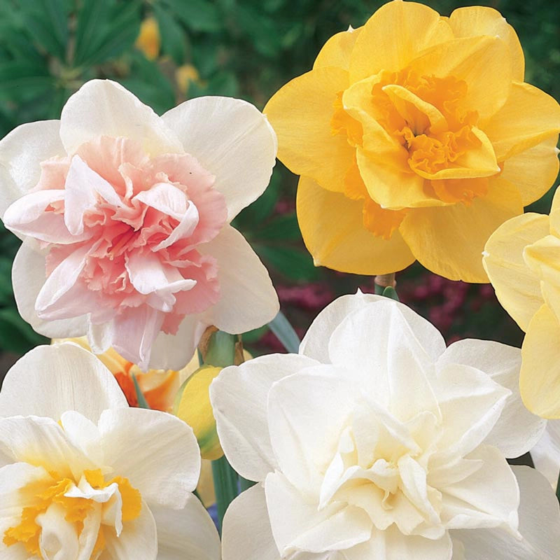 Double Daffodil Mix