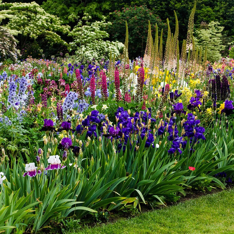 Tall Bearded Iris Grab Bag