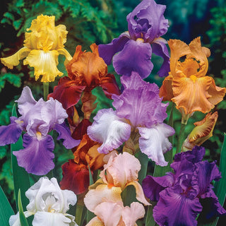 Tall Bearded Iris Grab Bag
