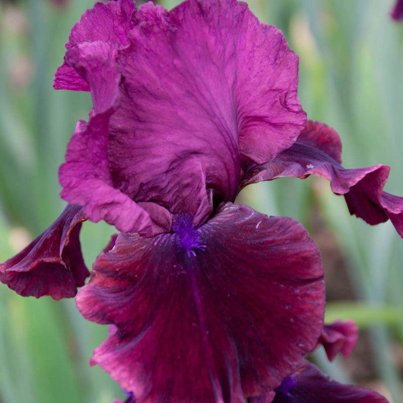 Redneck Girl Bearded Iris