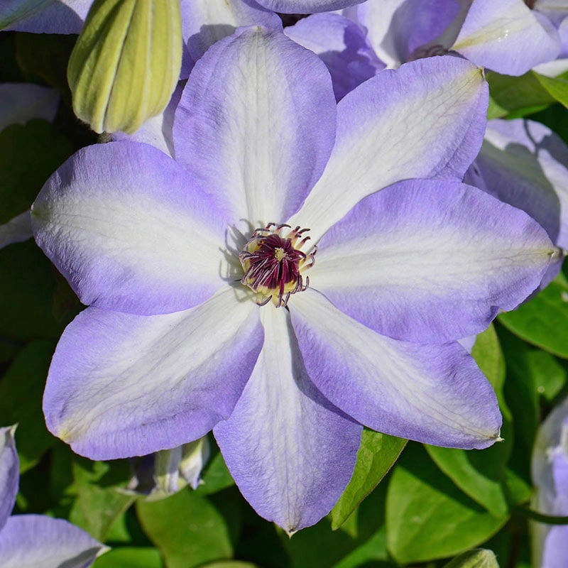 Clematis Ivan Olsson